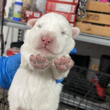 Hafsa -  Shepherd Dog for Adoption in Edinburg, Texas - Hafsa | PetCurious