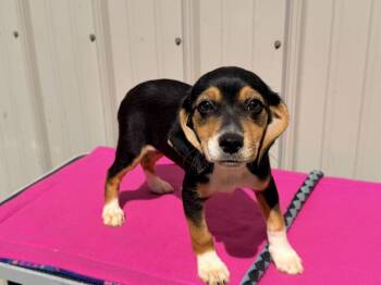 Beagle and Chihuahua Dogs Available for Adoption in Logan, Ohio - Faith | PetCurious