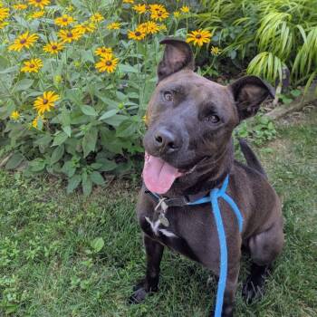 Rescue American Staffordshire Terrier Dogs for Adoption in Oak Park, Illinois - Mike | PetCurious