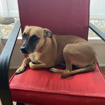 Mikkie -  Terrier Dog for Adoption in Pinellas Park, Florida - Mikkie | PetCurious