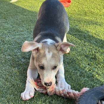 Diesel -  Labrador Retriever Dog for Adoption in Williston, Vermont - Diesel | PetCurious