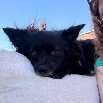 Boo OS NV -  Chihuahua and Papillon Dog for Adoption in Las Vegas, Nevada - Boo OS NV | PetCurious