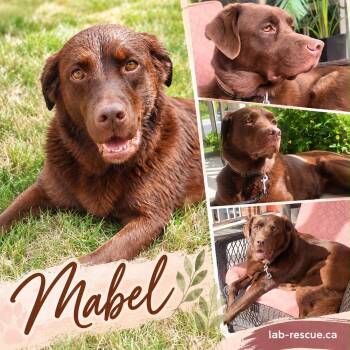 Mabel -  Labrador Retriever Dog for Adoption in Oakville, Ontario - Mabel | PetCurious
