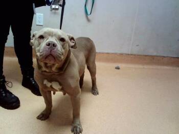 ANDROMEDA -  Pit Bull Terrier Dog for Adoption in Martinez, California - ANDROMEDA | PetCurious