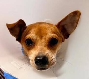 Lady -  Chihuahua Dog Available for Adoption in Winter Haven, Florida - Lady | PetCurious