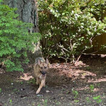 Mookie -  Shepherd Dog for Adoption in Bellingham, Washington - Mookie | PetCurious