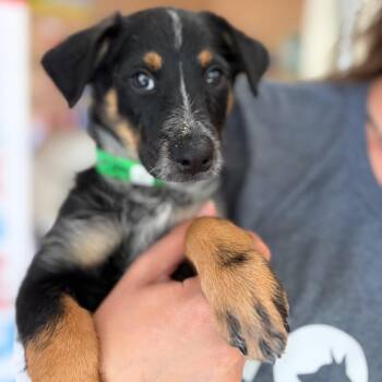 Willoughby -  Mixed Breed Dog for Adoption in Morristown, Vermont - Willoughby | PetCurious