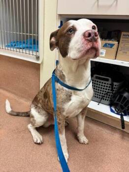 Rescue Mixed Breed Dogs for Adoption in Erie, Pennsylvania - Abraham | PetCurious