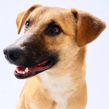 Shepherd and Golden Retriever Dogs Available for Adoption - Elvis | PetCurious