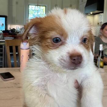 Biscoff -  Jack Russell Terrier and Mixed Breed Dog for Adoption in Baton Rouge, Louisiana - Biscoff | PetCurious