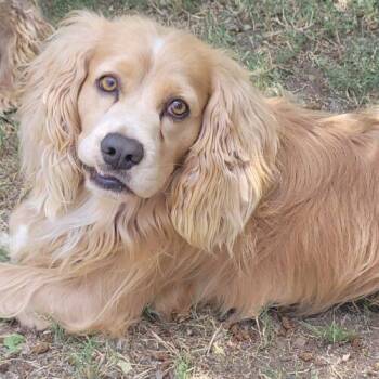 Tom N 26083 -  Cocker Spaniel Dog for Adoption in Parker, Colorado - Tom N 26083 | PetCurious