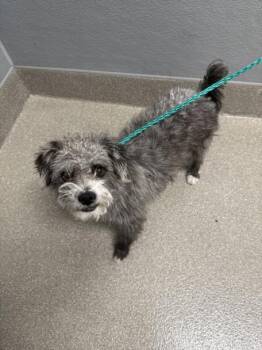 SINBAD -  Terrier and Mixed Breed Dog Available for Adoption in Las Vegas, Nevada - SINBAD | PetCurious