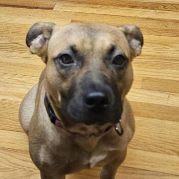 Honey -  Black Mouth Cur and American Staffordshire Terrier Dog for Adoption in Sanford, North Carolina - Honey | PetCurious
