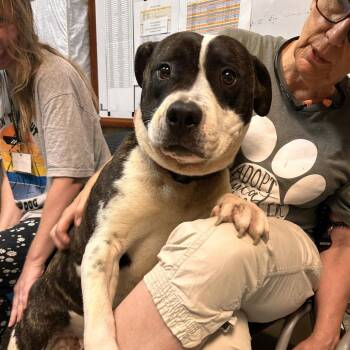 Zimbo 5533 -  Mixed Breed Dog for Adoption in Columbus, Georgia - Zimbo 5533 | PetCurious