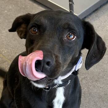 Mixed Breed Dogs Available for Adoption - Cherry | PetCurious