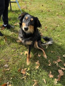 Australian Shepherd Dogs Available for Adoption in Ontario, California - Frenzy Benny #5112 | PetCurious