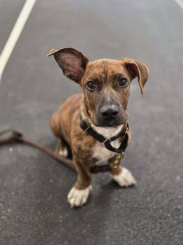 Beamer -  Terrier and Basset Hound Dog for Adoption - Beamer | PetCurious