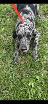 Catahoula Leopard Dog and Mixed Breed Dogs Available for Adoption in Killeen, Texas - RORY | PetCurious