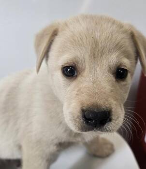 Kipling -  Australian Cattle Dog Blue Heeler and Terrier Dog for Adoption in Cleveland, Tennessee - Kipling | PetCurious