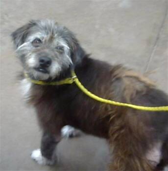TOTO -  Mixed Breed Dog for Adoption in Dallas, Texas - TOTO | PetCurious
