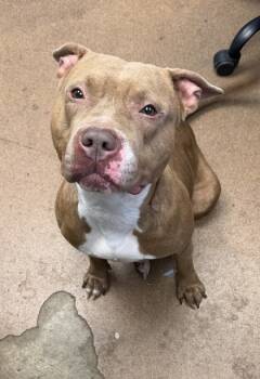 Rescue Mixed Breed Dogs for Adoption in West Chester, Pennsylvania - Trinity | PetCurious