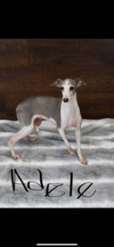 Rescue Italian Greyhound Dogs for Adoption in Minneapolis, Minnesota - Adele D6043 | PetCurious