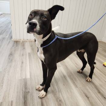 Rescue Pit Bull Terrier Dogs for Adoption in Cumming, Georgia - Cosmos 21561 | PetCurious