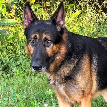 Harley (26-353) -  German Shepherd Dog Dog for Adoption in New Ringgold, Pennsylvania - Harley (26-353) | PetCurious