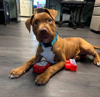 Justice -  Labrador Retriever and Pit Bull Terrier Dog for Adoption in Crescent City, California - Justice | PetCurious