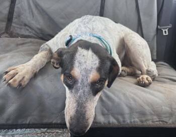 Catahoula Leopard Dog Dogs Available for Adoption in Meeker, Oklahoma - Birdie | PetCurious