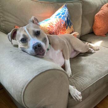 Nala Dreamland -  American Bulldog Dog for Adoption in Baltimore, Maryland - Nala Dreamland | PetCurious