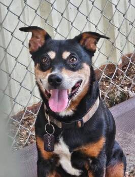 Gracie -  Labrador Retriever and Hound Dog for Adoption in Valley Park, Oklahoma - Gracie | PetCurious
