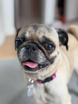 Junebug -  Pug Dog for Adoption in Millcreek, Utah - Junebug | PetCurious