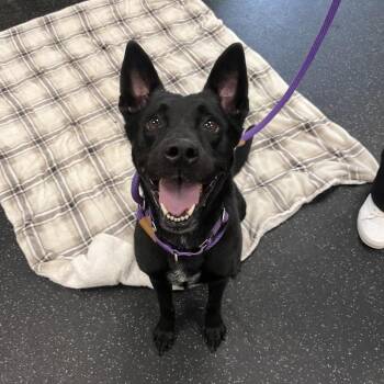 Nova -  Cattle Dog and Australian Kelpie Dog for Adoption in Brockton, Massachusetts - Nova | PetCurious