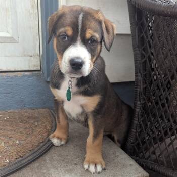Calcifer -  Mixed Breed Dog for Adoption in Buffalo, Minnesota - Calcifer | PetCurious