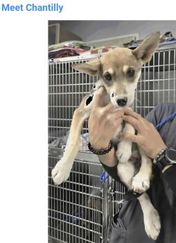 Chantilly -  Husky and German Shepherd Dog Dog for Adoption in Salt Lake City, Utah - Chantilly | PetCurious