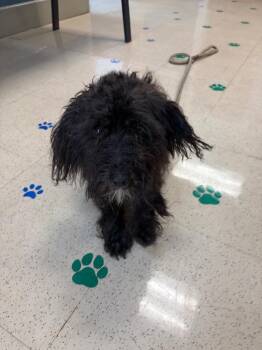 Jet -  Schnauzer and Poodle Dog for Adoption in Newnan, Georgia - Jet | PetCurious