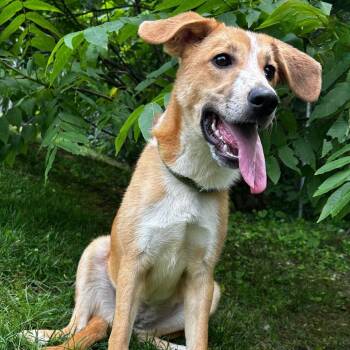 Trudy -  Hound and Mixed Breed Dog for Adoption in Spruce Pine, North Carolina - Trudy | PetCurious