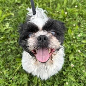 Duke -  Mixed Breed Dog for Adoption in Janesville, Wisconsin - Duke | PetCurious