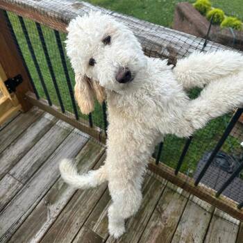 Lily #6641 -  Goldendoodle and Labradoodle Dog for Adoption in Louisville, Kentucky - Lily #6641 | PetCurious