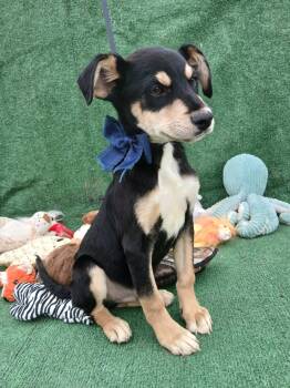 Australian Kelpie Dogs Available for Adoption - Finn | PetCurious