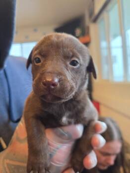 Labrador Retriever and Pit Bull Terrier Dogs Available for Adoption in Gold Beach, Oregon - Smudge | PetCurious
