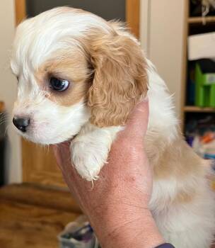 Norman -  Poodle and Cocker Spaniel Dog for Adoption in Thompson Falls, Montana - Norman | PetCurious