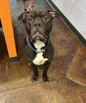 Jax -  Mixed Breed Dog for Adoption in Cincinnati, Ohio - Jax | PetCurious