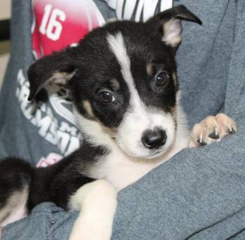 Shrek 43861 -  Doberman Pinscher and Shepherd Dog for Adoption in Prattville, Alabama - Shrek 43861 | PetCurious