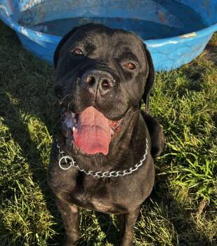 Rescue Cane Corso Dogs for Adoption in Brunswick, Ohio - Blitz | PetCurious