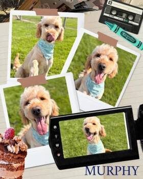 Golden Retriever and Poodle Dogs Available for Adoption in Rensselaer, Indiana - Murphy | PetCurious