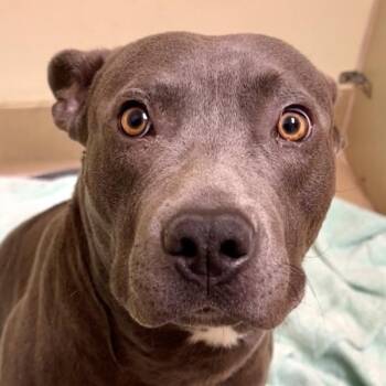 Solar -  American Staffordshire Terrier Dog for Adoption in Walnut Creek, California - Solar | PetCurious