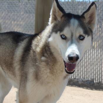 Husky Dogs Available for Adoption in Yucca Valley, California - Lily Pad | PetCurious