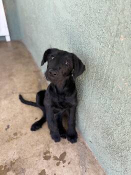 Great Dane and Standard Poodle Dogs Available for Adoption in Corona, California - Callista | PetCurious